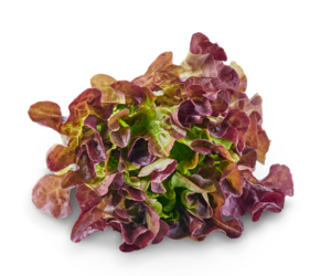 Roter Eichblatt Salat