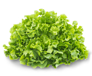 Eichblatt Salat